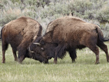 Bison (Bison Bison) Cows Sparring  Yellowstone National Park  Wyoming  USA  North America