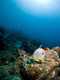 Smooth Trunkfish (Lactophrys Triqueter)  Foureye Butterflyfish (Chaetodon Capistratus)  St Lucia