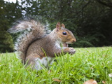 Grey Squirrel (Sciurus Carolinensis)  in City Park  Brandon Park  Bristol  England  UK  Europe