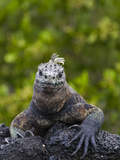Galapagos Marine Iguana (Amblyrhynchus Cristatus)  UNESCO World Heritge Site  Ecuador
