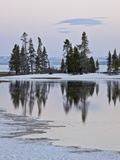 Evergreens Along Yellowstone Lake  Yellowstone Nat'l Park  UNESCO World Heritage Site  Wyoming  USA