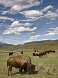 Bison (Bison Bison) Cows Grazing  Yellowstone Nat'l Park  UNESCO World Heritage Site  Wyoming  USA