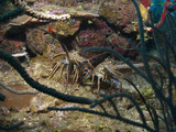 Spiny Lobsters  Roatan  Bay Islands  Honduras  Caribbean  Central America