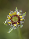 Common Gaillardia (Gaillardia Aristata)  Waterton Lakes Nat'l Park  Alberta  Canada