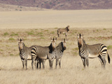 Hartmann's Mountain Zebra (Equus Zebra Hartmannae)  Palmwag Concession  Damaraland  Namibia  Africa
