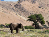 Desert Elephant (Loxodonta Africana)  Huab River Valley  Torra Conservancy  Damaraland  Namibia