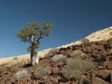 Huab River Valley  Torra Conservancy  Damaraland  Namibia  Africa