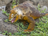 Galapagos Land Iguana (Conolophus Subcristatus)  Galapagos Is  UNESCO World Heritge Site  Ecuador
