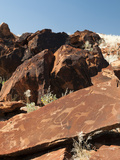 Rock Engravings  Huab River Valley  Torra Conservancy  Damaraland  Namibia  Africa