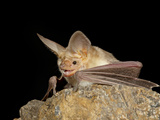 Pallid Bat (Antrozous Pallidus) in Captivity  Hidalgo County  New Mexico  USA  North America