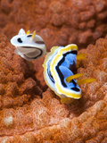 Chromodoris Dianae and Chromodoris Strigata Nudibranches  Sulawesi  Indonesia  Southeast Asia  Asia