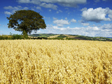 Oat Field  Thorverton  Devon  England  United Kingdom  Europe