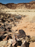 Petrified Tree  Huab River Valley  Torra Conservancy  Damaraland  Namibia  Africa