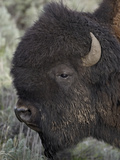 Bison (Bison Bison) Bull  Yellowstone National Park  Wyoming  USA  North America