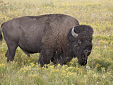 Bison (Bison Bison) Bull Among Yellow Wildflowers  Yellowstone National Park  Wyoming  USA