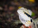 Australian Eastern Water Dragon (Physignathus Lesueurii) in Brisbane Botanical Gardens  Australia