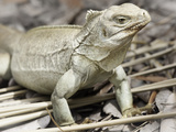 Rock Iguana Endemic to Country  Iguana Island  Turks and Caicos Islands  West Indies