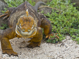 Galapagos Land Iguana (Conolophus Subcristatus)  Galapagos Is  UNESCO World Heritge Site  Ecuador