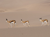 Springbok (Antidorcas Marsupialis) on Sand Dune  Skeleton Coast National Park  Namibia  Africa