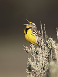 Western Meadowlark (Sturnella Neglecta) Singing  Yellowstone National Park  Wyoming  USA