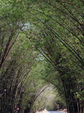 Bamboo Avenue  St Elizabeth  Jamaica  West Indies  Caribbean  Central America