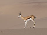 Springbok (Antidorcas Marsupialis) on Sand Dune  Skeleton Coast National Park  Namibia  Africa