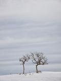 Bare Trees in the Snow  Uncompahgre National Forest  Colorado  USA  North America