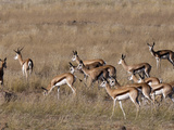 Springbok (Antidorcas Marsupialis)  Huab River Valley  Torra Conservancy  Damaraland  Namibia