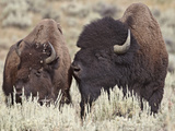 Bison (Bison Bison) Bull and Cow  Yellowstone National Park  Wyoming  USA  North America