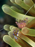 Anemone Shrimp (Periclimenes Holtuisi)  Philippines  Southeast Asia  Asia