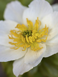 Western Pasqueflower (Anemone Occidentalis)  Glacier National Park  Montana  USA  North America