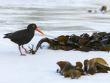 African Black Oystercatcher (Haematopus Moquini)  Boulders Beach  Cape Town  South Africa  Africa