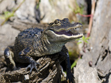 American Alligator (Alligator Mississippiensis)  Everglades  UNESCO World Heritage Site  Florida US