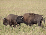 Bison (Bison Bison) Bull Demonstrating Flehmen Response  Yellowstone Nat'l Park  Wyoming  USA