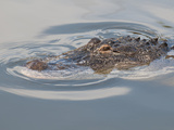 American Alligator (Alligator Mississippiensis)  Everglades  UNESCO World Heritage Site  Florida US