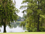 Spanish Moss  Orlando  Florida  United States of America  North America