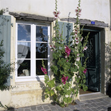 Typical Scene of Shuttered Windows and Hollyhocks  St Martin  Ile de Re  Poitou-Charentes  France