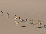 Springbok (Antidorcas Marsupialis) on Sand Dune  Skeleton Coast National Park  Namibia  Africa