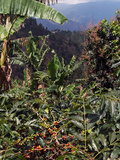 Blue Mountain Coffee Beans  Lime Tree Coffee Plantation  Blue Mountains  Jamaica  West Indies