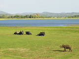 Sri Lankan Elephant (Elephas Maximus Maximus)  Minneriya National Park  Sri Lanka  Asia