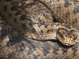 Adder (Vipera Berus) in Closeup  before Shedding Skin  Northumberland National Park  England  UK
