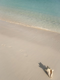 Conch Shell on Grace Bay Beach  Providenciales  Turks and Caicos Islands  West Indies  Caribbean