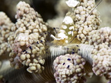 Commensal Shrimp (Periclimenes Brevicarpalis)  Philippines  Southeast Asia  Asia