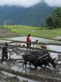 Farmers at Work in Rice Paddies  Ghandruk  Pokhara  Annapurna Area  Nepal  Asia