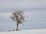 Bare Tree in the Snow  Uncompahgre National Forest  Colorado  USA  North America
