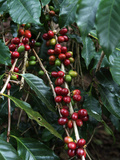 Blue Mountain Coffee Beans  Lime Tree Coffee Plantation  Blue Mountains  Jamaica  West Indies