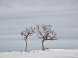 Bare Trees in the Snow  Uncompahgre National Forest  Colorado  USA  North America