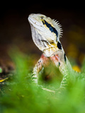 Australian Eastern Water Dragon (Physignathus Lesueurii)  Brisbane Botanical Gardens  Australia