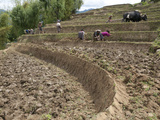 Female Farmers at Work in Rice Terraces  Radi  Eastern Bhutan  Bhutan  Asia