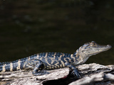 American Alligator (Alligator Mississippiensis)  Everglades  UNESCO World Heritage Site  Florida US